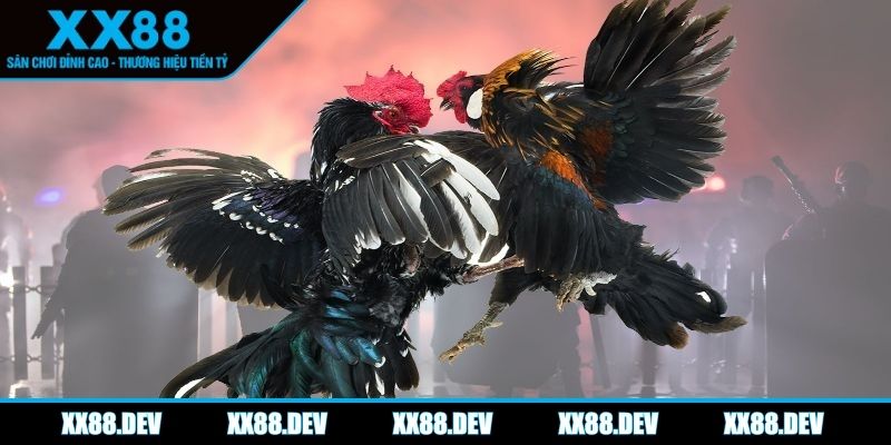 da-ga-xx88-cac-hinh-thuc