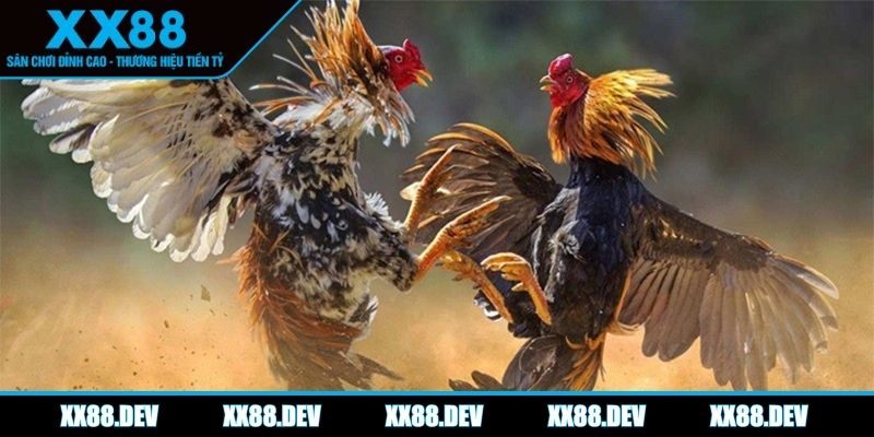 da-ga-xx88-the-loai